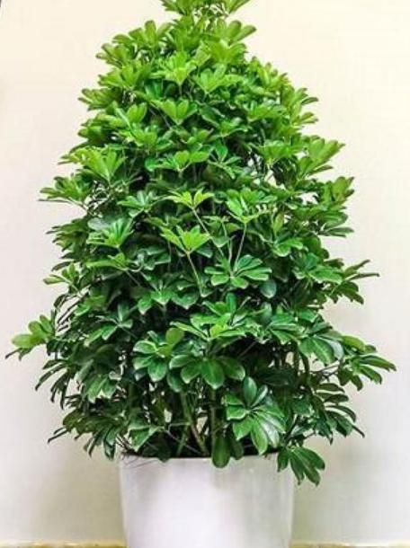 盆栽室内吸二手烟最强的绿植,什么绿植可以吸屋内甲醛二氧化碳