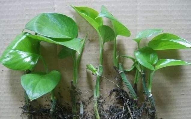 绿萝怎么养才能更旺盛叶小不绿,绿萝怎么养才能让它长得更茂盛