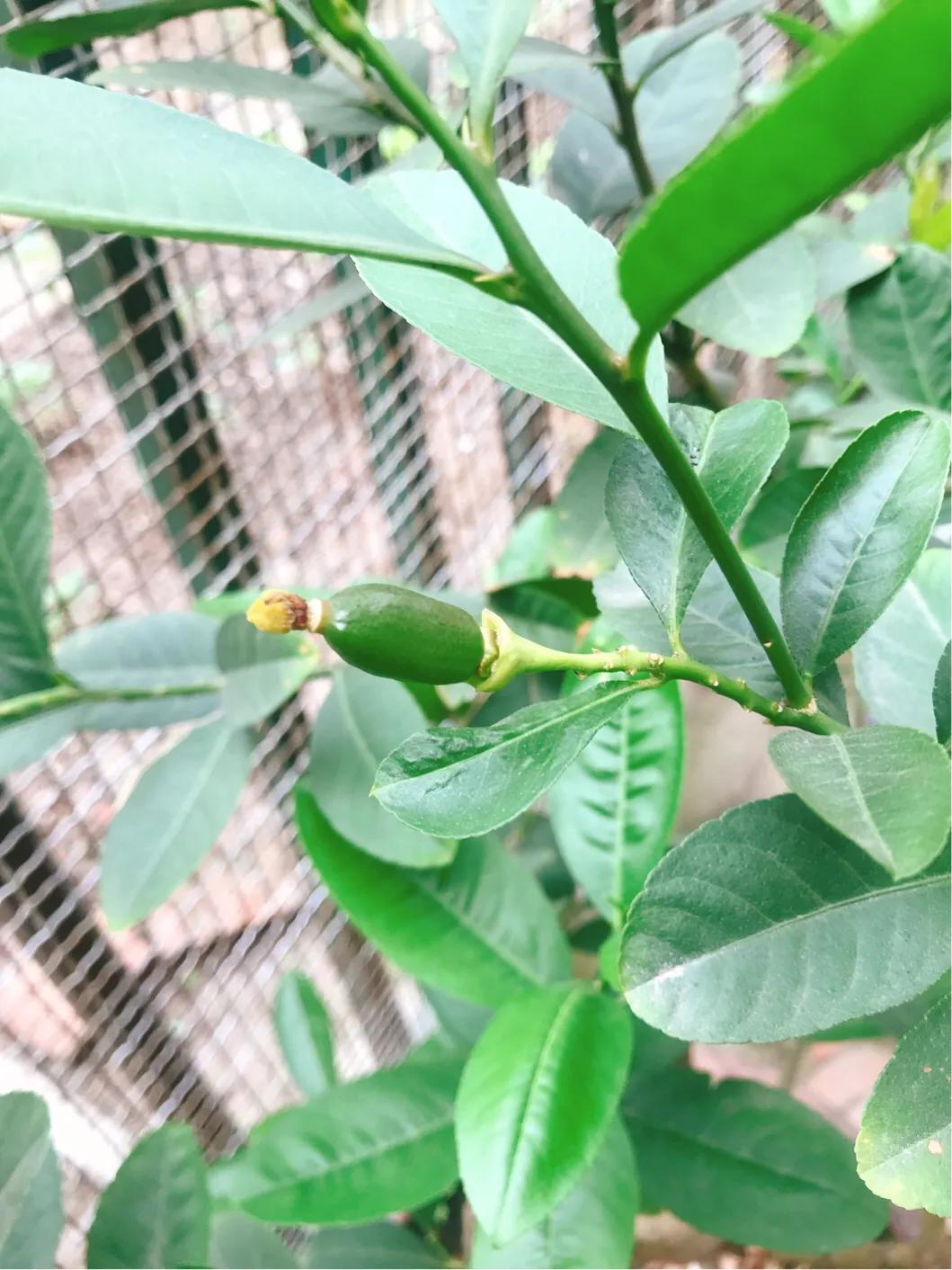 柠檬日记纪录片,柠檬日记的视频