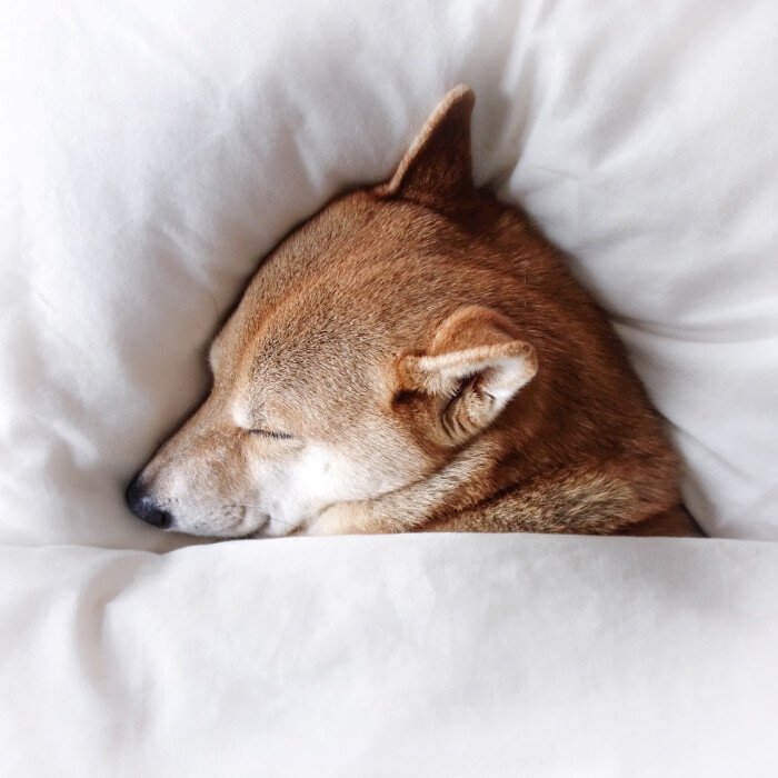 戈赞狗粮,戈赞养边牧