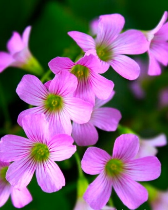 酸酸甜甜都是幸福——酸味草