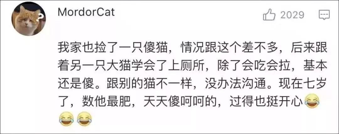 我们家猫真的很弱智怎么办,猫为什么又蠢又自以为是