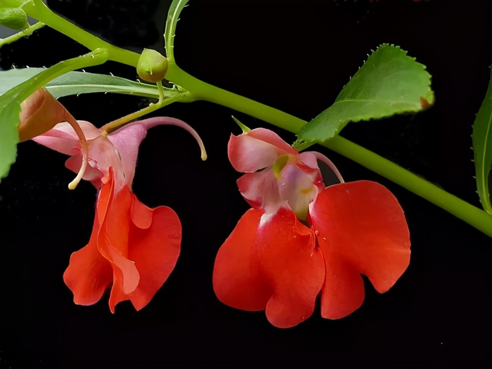 古代美甲与现代美甲,怎么做古代的美甲贴片图片