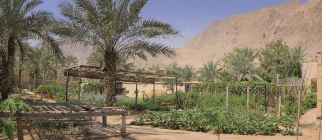 迪拜经典十大超奢酒店,阿曼野奢酒店