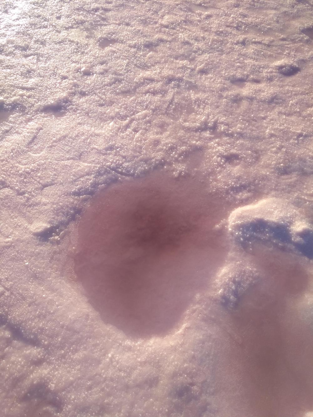 墨尔本阿德莱德周边-粉湖（LochLel）找回遗落的少女心