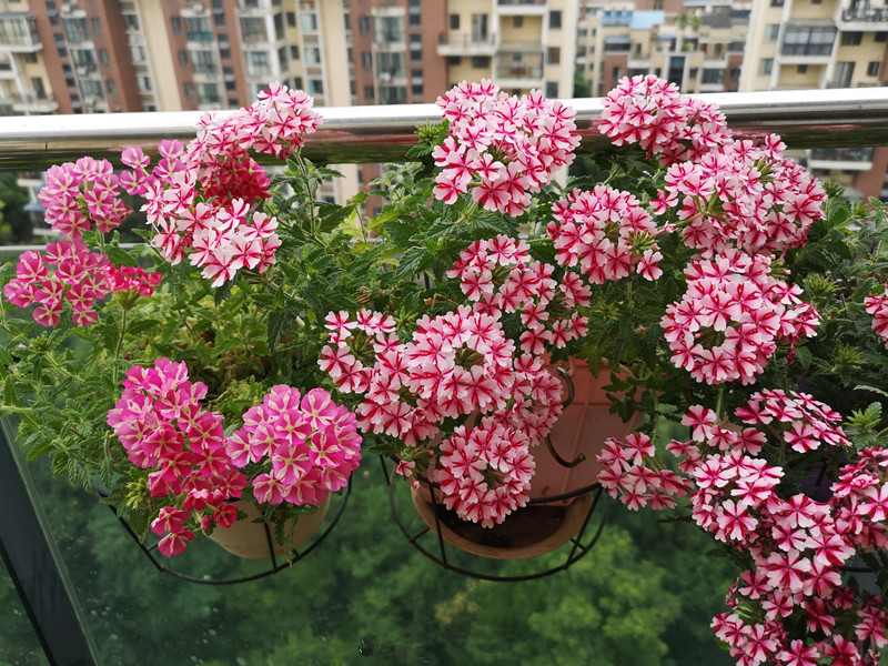 6种花旺财又养人,6种花养人又镇宅