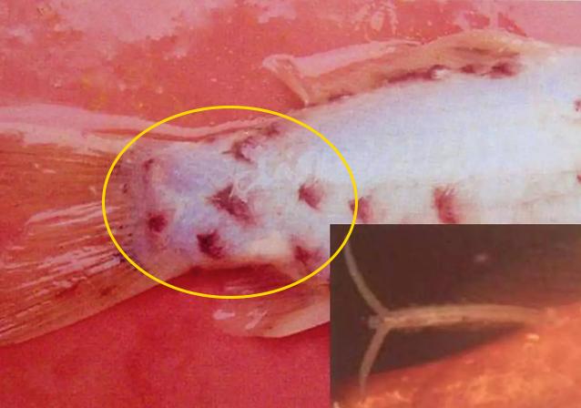 爱鲤说,夏季锦鲤鱼池怎么预防疾病