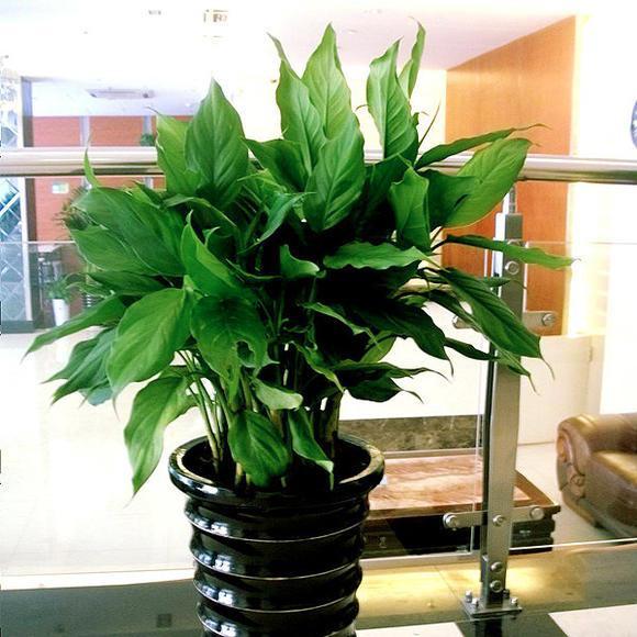 万年青栽培及养护注意事项,万年青如何栽培养护