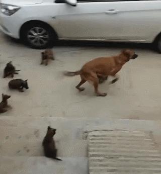 母狗一窝生太多奶水不够怎么办,母狗巨贵多大可以生第一胎