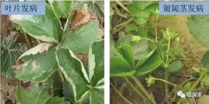 大棚草莓常见病虫害防治方法,南京地区草莓病虫害防治的现状