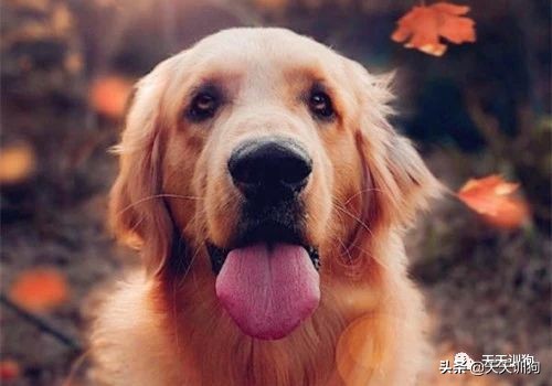 狗狗拉透明果冻粘稠物,狗狗拉果冻状便便怎么办啊