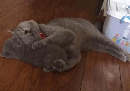 猫咪睡觉的时候发抖打颤怎么回事,猫咪睡觉频繁发抖打颤是怎么回事