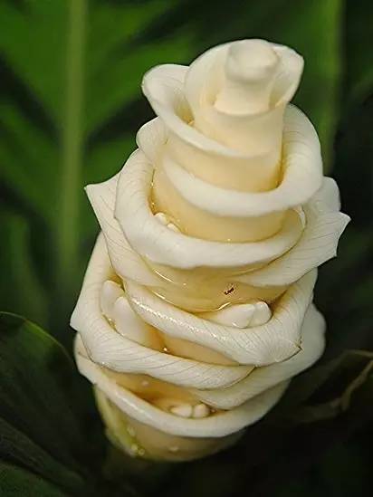 保证你没见过的新奇特植物 (令人大开眼界的植物世界)