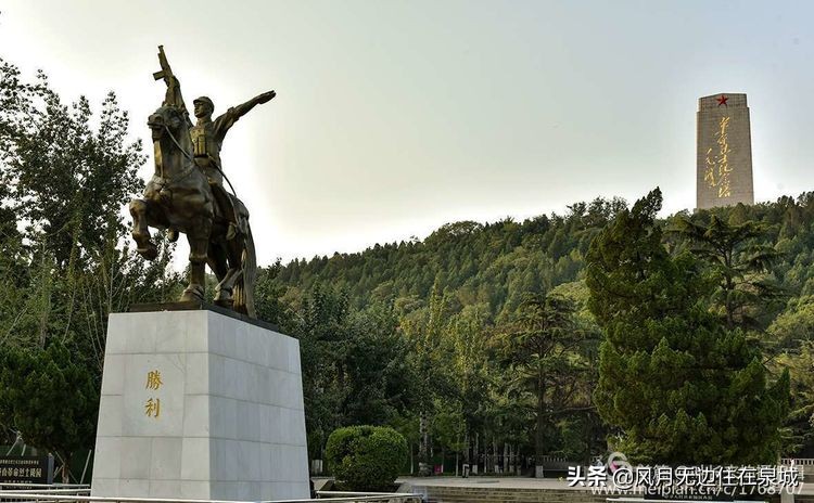 济南秋天的法国梧桐,济南一颗梧桐树