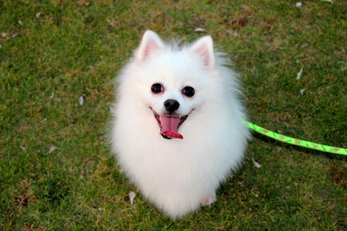 给宠物狗开眼角,宠物狗感染细小死亡