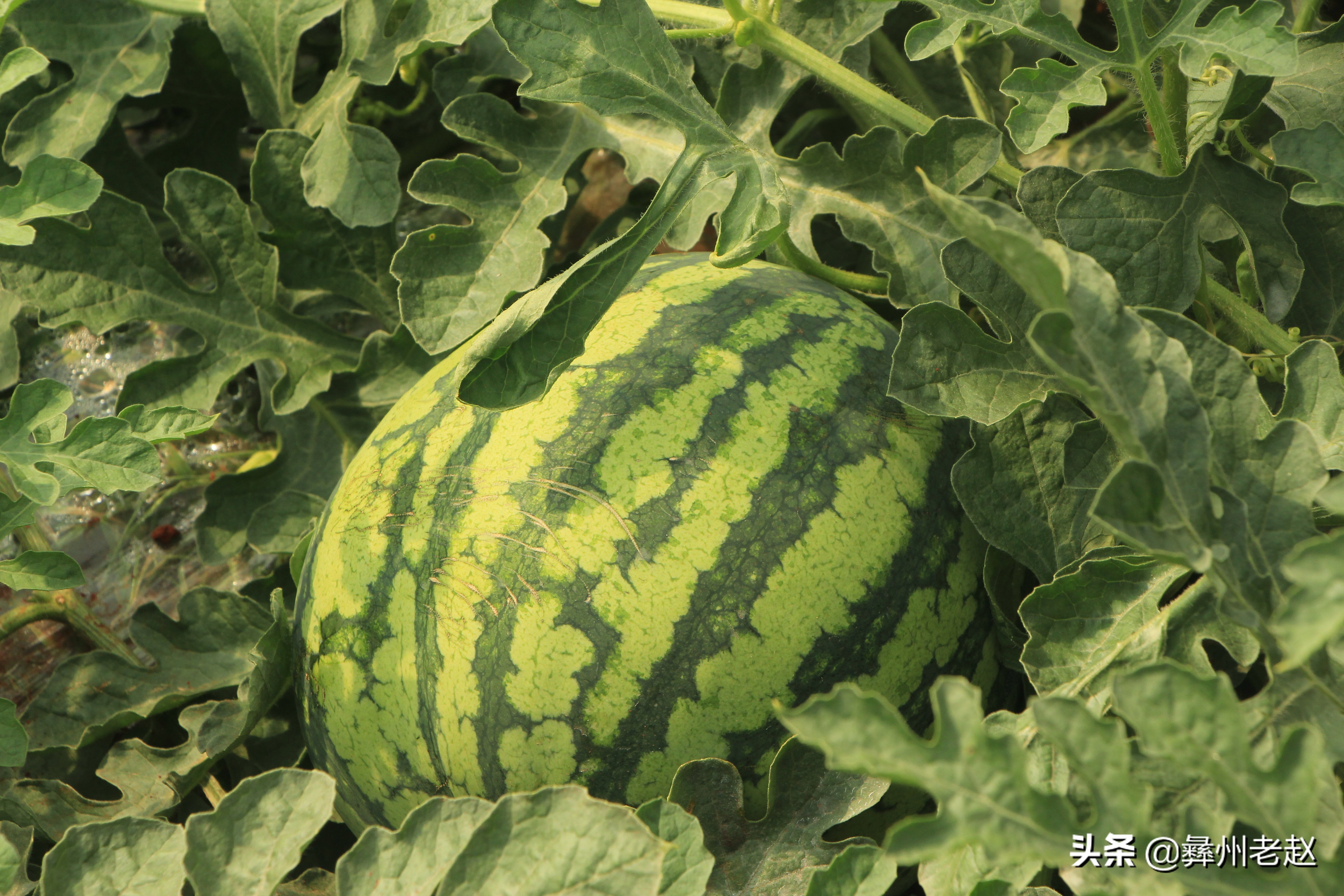 大棚西瓜不膨大怎么回事,大棚西瓜第一次膨瓜肥用什么