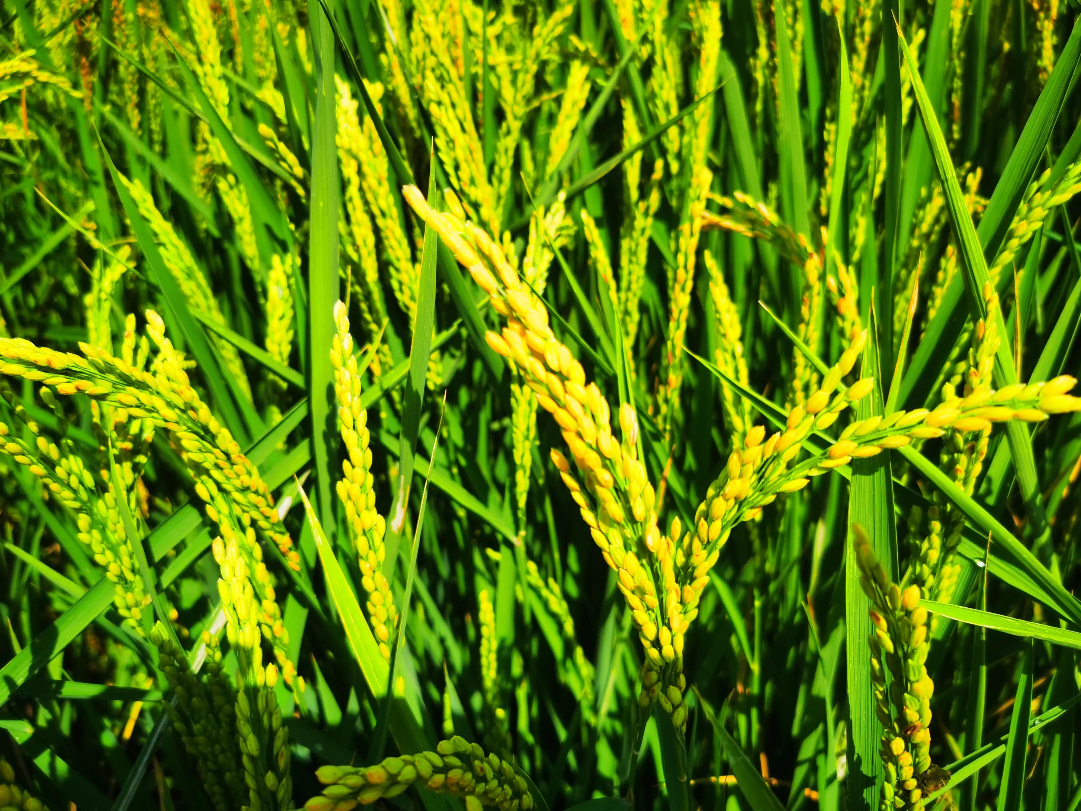 惠南民乐大居最新消息,上海惠南民乐大居房价