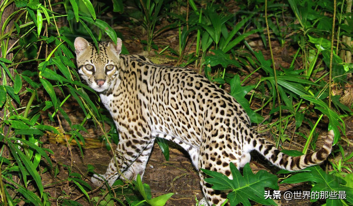 猫科猛兽动物,像虎一样的猫