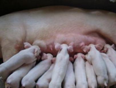 母猪为什么要脱霉菌,霉菌毒素中毒可以用脱霉剂解毒吗