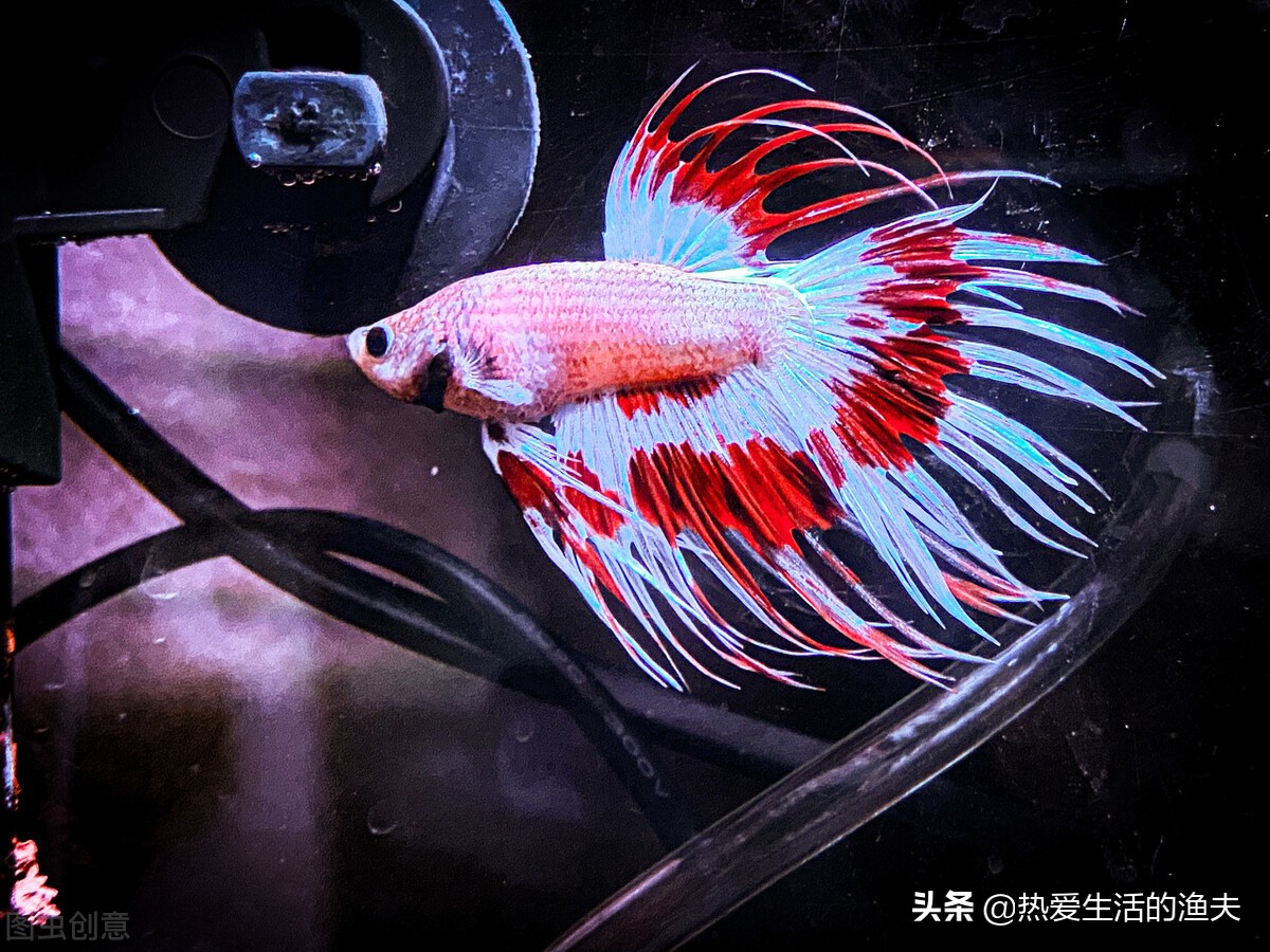 懒人适合养什么体积小观赏鱼,什么小型观赏鱼最适合在大鱼缸养