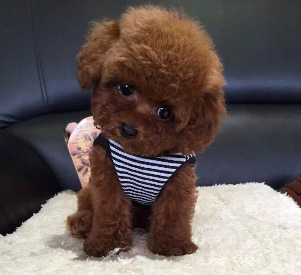 泰迪两个月吃什么狗粮,二个月泰迪吃什么狗粮最好