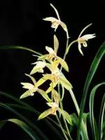 兰花的画法国画,兰花的画法步骤动画