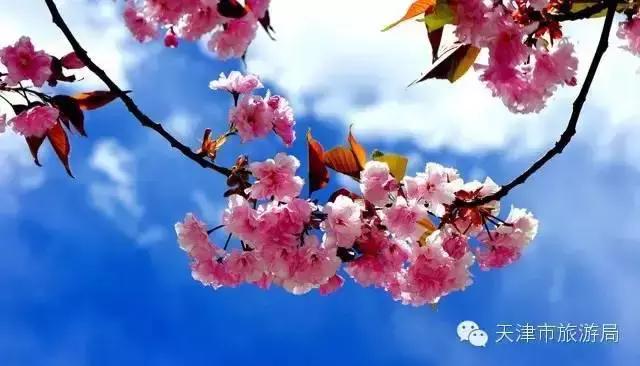 天津桃花堤赏花时间2021,天津桃花堤桃花什么时间开花