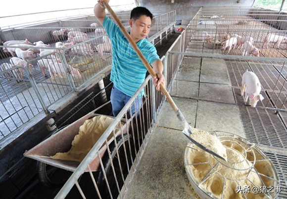 养猪拉干便要用什么药才能正常,养猪粗饲料怎么处理