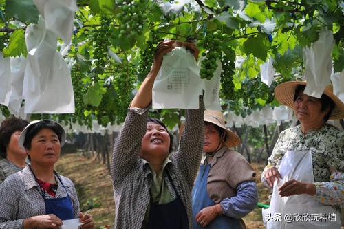 水果套袋哪种最好,葡萄果袋套袋方法