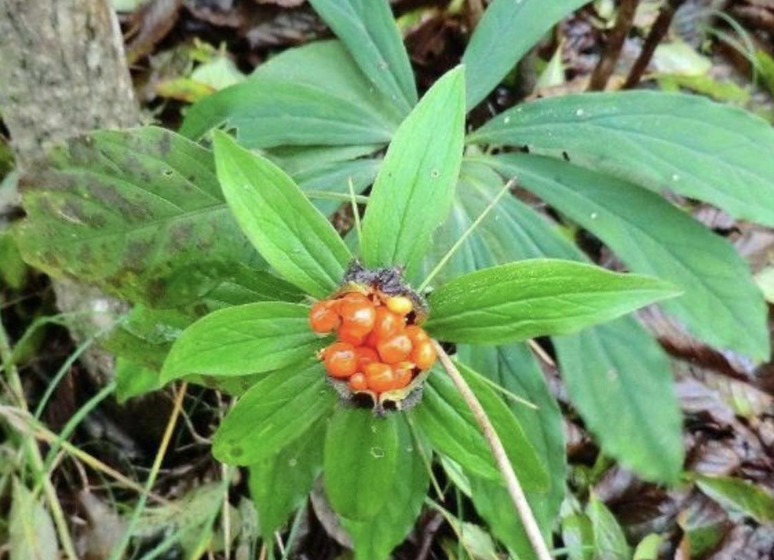 竹子下的1种“杂草”，看到别去踩，晒干后1斤“500元”，珍贵