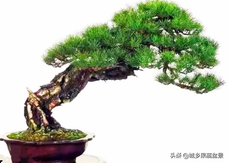 小黑松盆景的造型,黑松盆景各种造型名称及图片