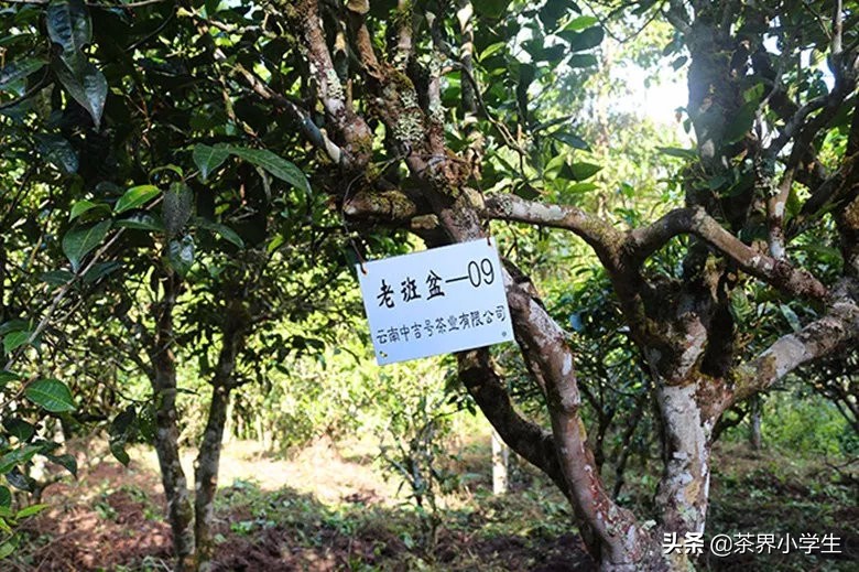 中吉号普洱茶易武正山,中吉号普洱茶24年