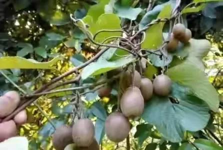 80后90后农村儿时零食野果,在海南儿时吃的野果还记得几种