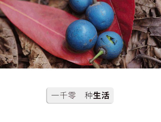 花50万吃遍世界水果，险些丧命，“水果猎人”是个什么职业？