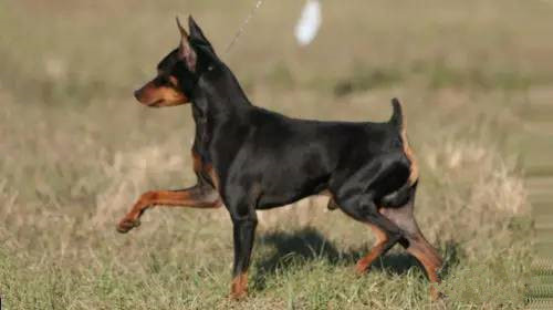 从狗的走路姿势看品种,狗的步态怎么训练