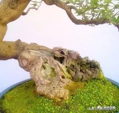 杂木盆景也毫不逊色,杂木盆景值钱吗