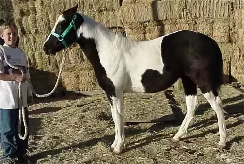 战马颜色,战马的区别