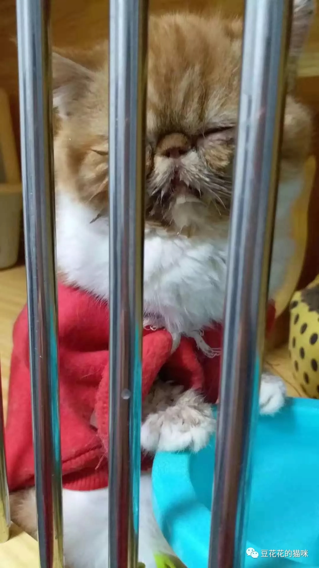 猫咪口炎到处流口水治不好,猫猫口炎流口水