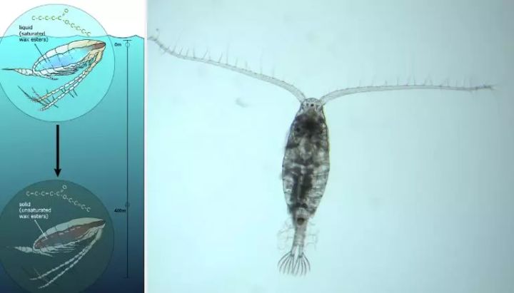 有人为河豚的鲜美献出生命,也有人为基佬快乐鱼的鲜嫩而痛湿*裤内**