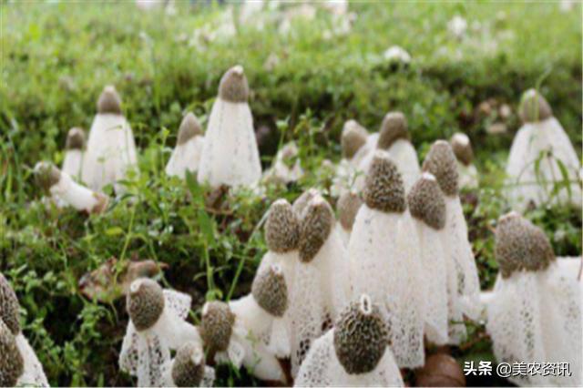 竹荪人工栽种，菌种下地才半个月，菌丝长势杠杠的