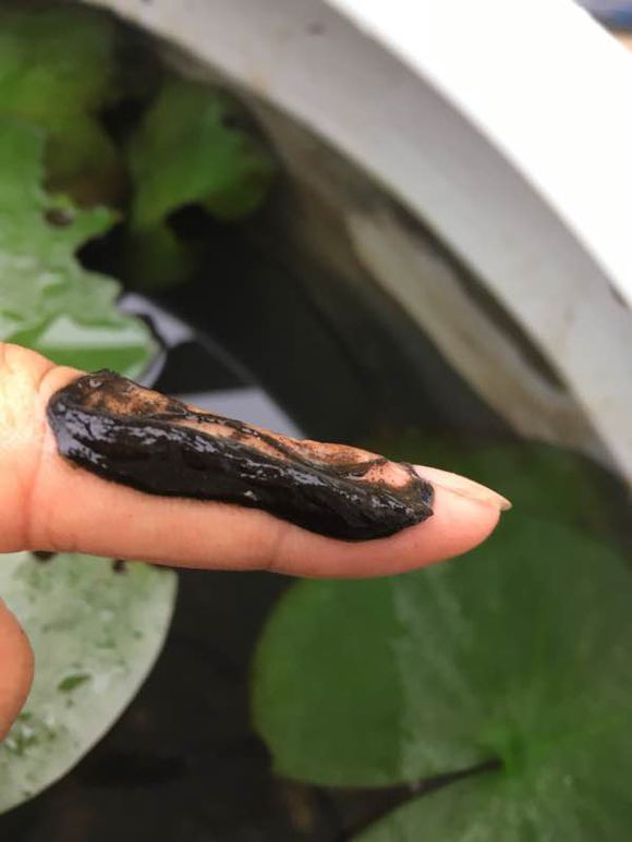 睡莲开花的方法和注意事项,睡莲夏天为什么不开花