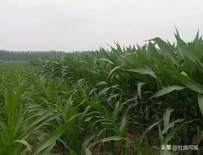 南阳玉米地航拍,南阳社旗玉米地风景