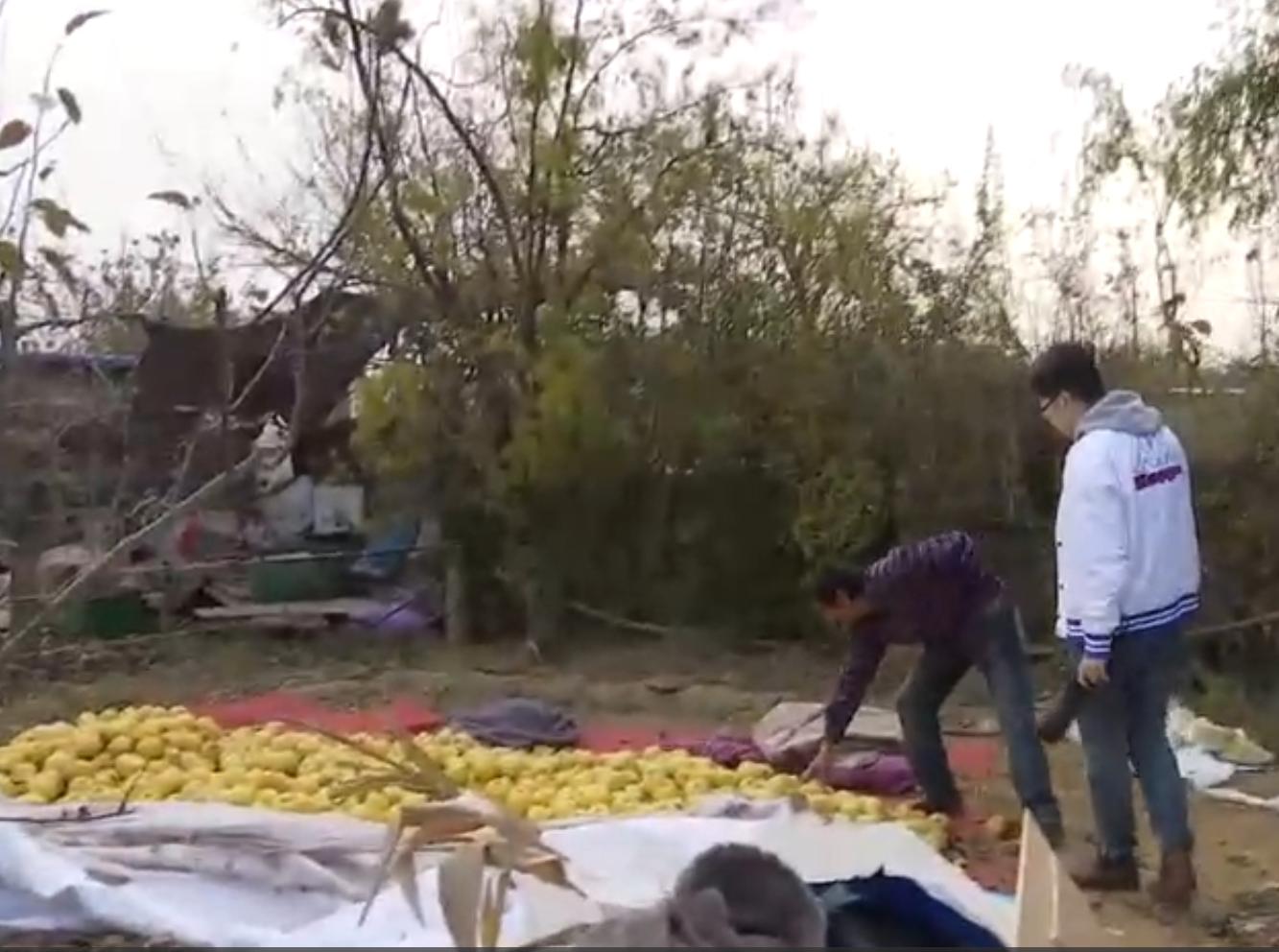 6元一斤果农无人问津,果农水果卖不出去5毛钱一斤