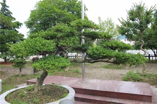 苗木造型树行情,造型树精品苗木