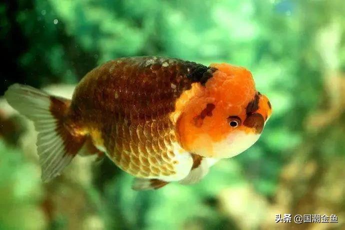 家庭养鱼小技巧和方法,观赏养鱼的方法和技巧