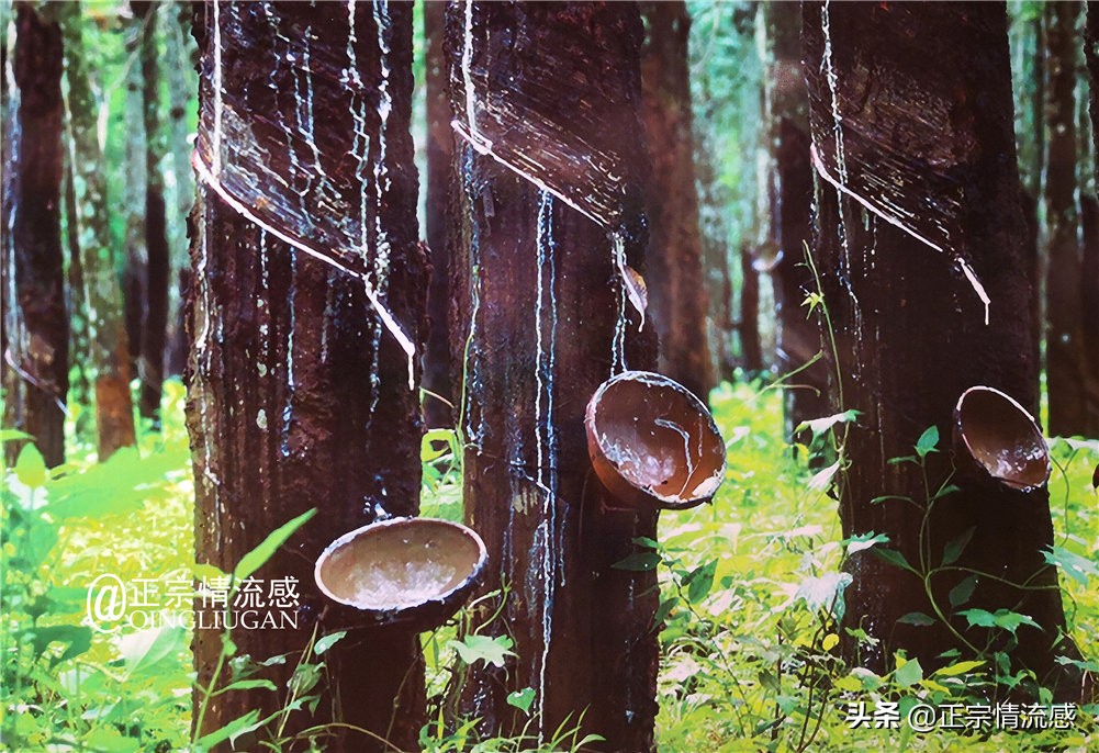 芽庄印象｜|想说爱你不容易