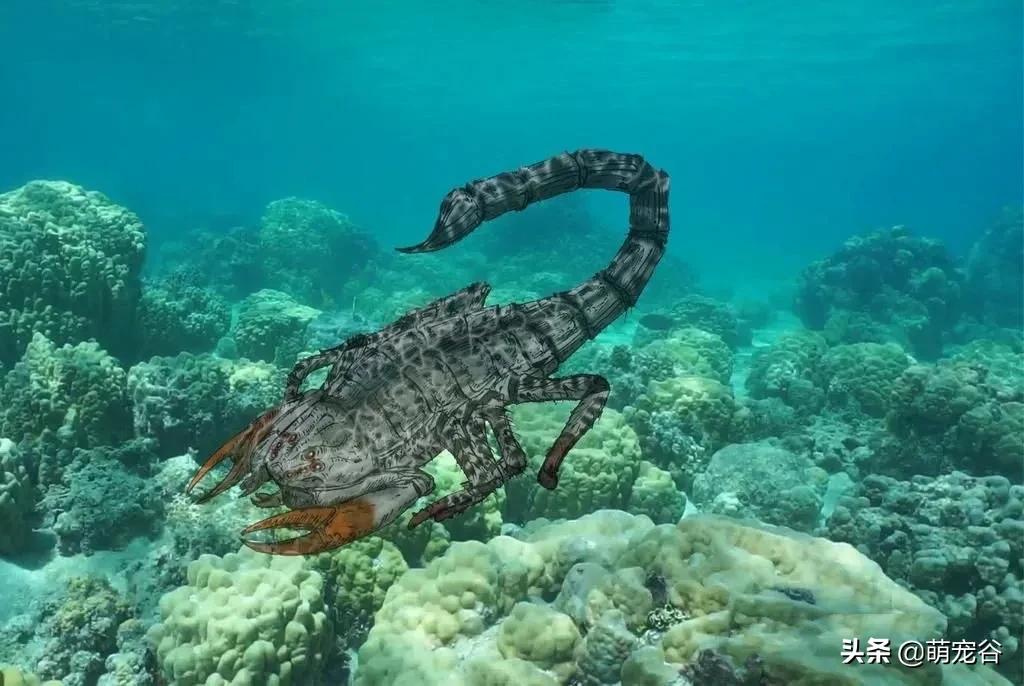 巨型蜈蚣长三米,世界上最长的3米巨型蜈蚣