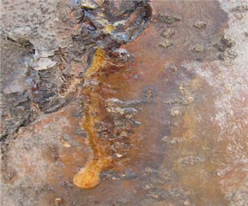 苹果树树干有粘液是什么病,苹果树树干里生虫怎样治疗