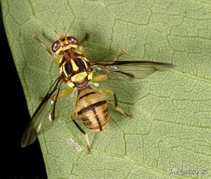 蜂糖李如何防治果实蝇效果最好,北方果蔬大棚樱桃果实蝇防治技术