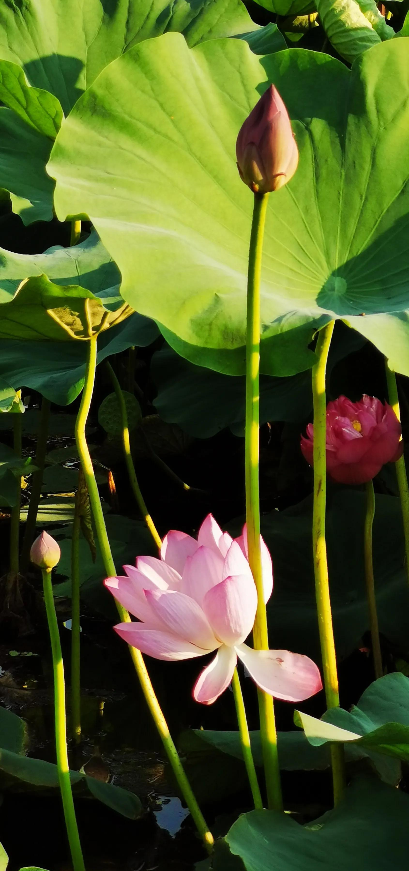 手机摄影手册圈友作品选第5期,手拍世界摄影交流平台